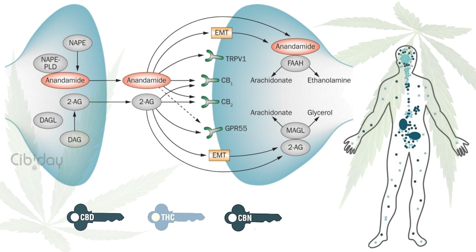 CBD Cannabinoïden Receptoren